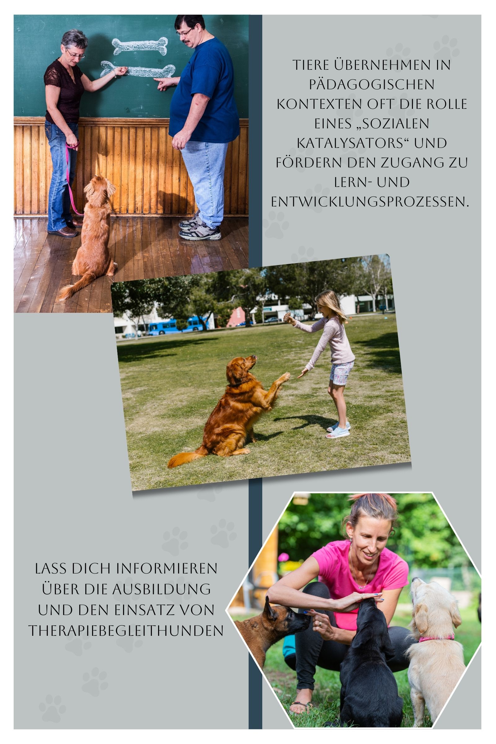Ausbildung Therapiehund