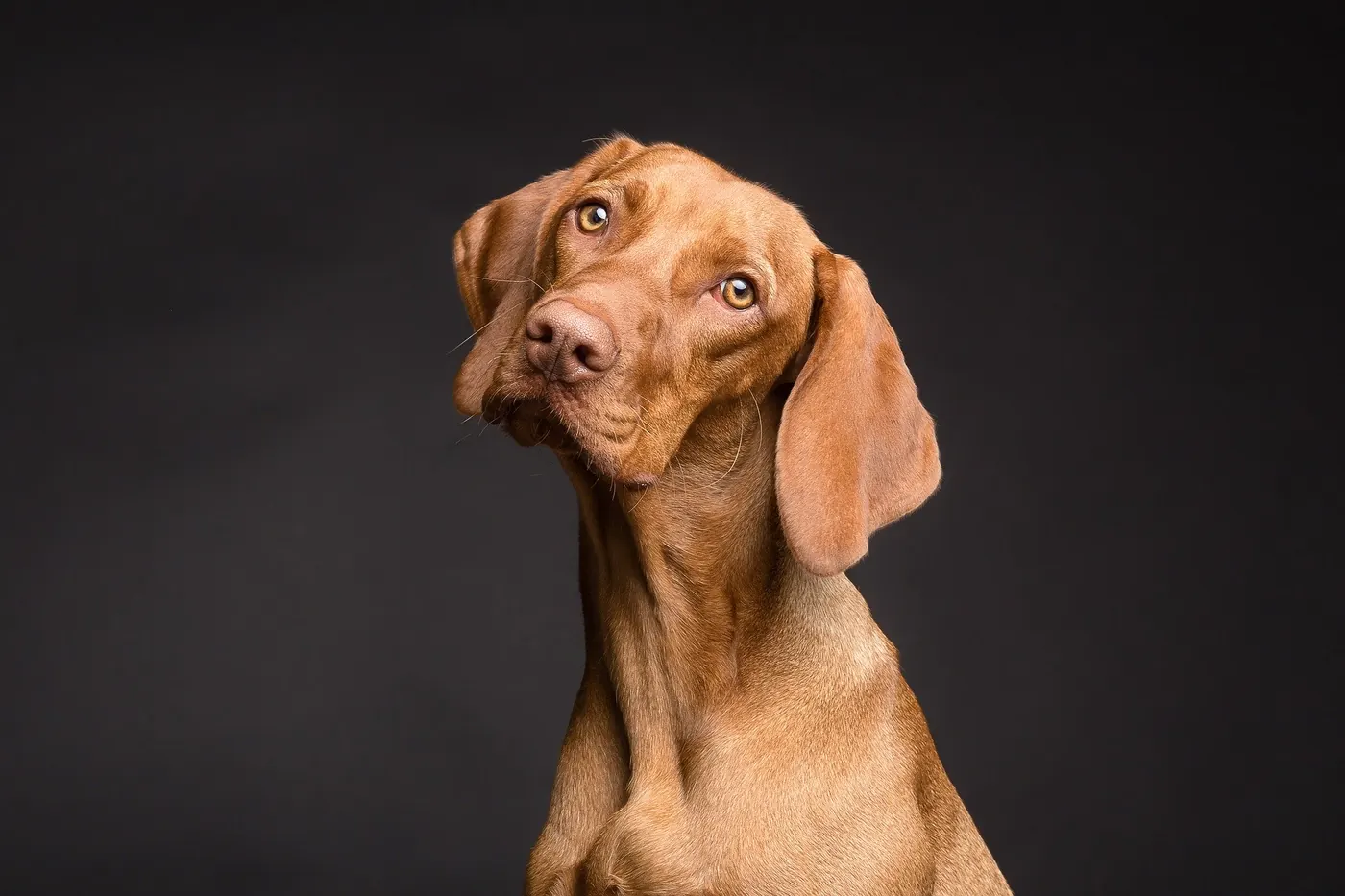 Angebote mit Hund